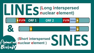 LINEs and SINEs  Poly A retrotransposon  Genetic organization of LINE and SINE  Mol bio [upl. by Petta]