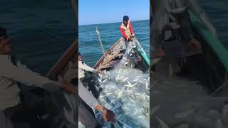 Fishermans life 😌  fish fishcatching viralvideo seafood [upl. by Noteek346]