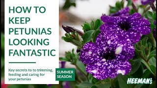 How to Keep Petunias Looking Fantastic All Summer [upl. by Bruno530]