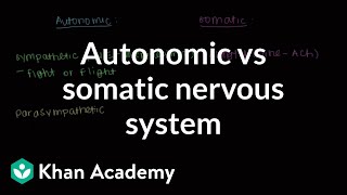 Autonomic vs somatic nervous system  Muscularskeletal system physiology  NCLEXRN  Khan Academy [upl. by Adnertal]