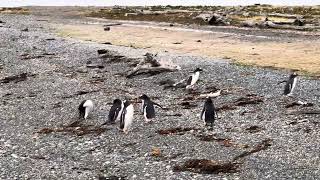 Navegación a la pingûinera  Ushuaia  Pingüinos 🐧 [upl. by Lucey]