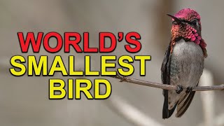 Meet The SMALLEST BIRD In The World Cubas Bee Hummingbird [upl. by Forkey183]