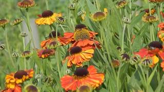 Helenium Sahins Early Flowerer [upl. by Malissia]