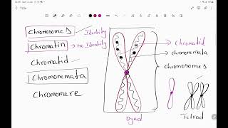 chromosome chromatin chromomere chromonemata Nucleus NucleolusNuclein Nucleolus poreNuclein [upl. by Etteuqal]