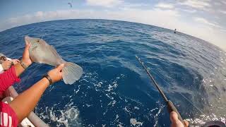 Offshore Fishing In Ft Lauderdale Florida  Catch and Cook  Yellowtail and More [upl. by Nasaj]