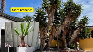 How to Make Yucca Plant Branch Out Grow Extra Branches [upl. by Ardnovahs133]