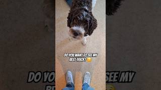 My dog wants you to see his best trick yet 🐾 cute dog pets [upl. by Suilenrac649]