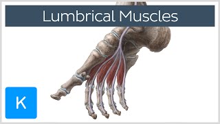 Lumbrical Muscles of the Foot  Human Anatomy  Kenhub [upl. by Kenelm]