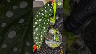 Houseplant Water Propagation  Begonia Maculata houseplant begonia thegreenearth [upl. by Ailegra]