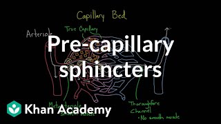 Precapillary sphincters  Circulatory system physiology  NCLEXRN  Khan Academy [upl. by Lean]