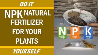 NPK  Natural Fertilizer for Your Sansevieria or Snake Plant [upl. by Mercer445]