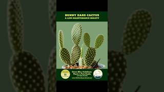 Bunny Ears Cactus  Plants Collection  The Himalayan Retreat  Kolakham [upl. by Azral]