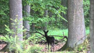 Sommer im Wald [upl. by Elad433]