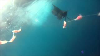 Underwater footage TrollPro3 Fishing Costa Rica Tuna Wahoo Mahi mahi Sailfish [upl. by Aihpos]