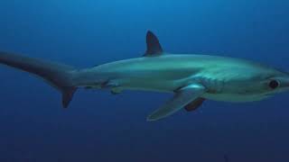 Thresher Sharks [upl. by Kleon72]