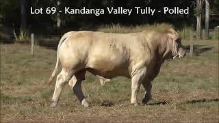 Lot 69 Kandanga Valley Tully  Polled Charbray  Selling 3rd August 2024 [upl. by Llaccm]