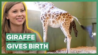 Bindi Irwin Visits Baby Giraffe Born At Australia Zoo  Crikey Its The Irwins [upl. by Aisinoid]