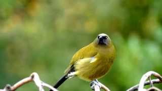 Dawn Chorus with the Bellbird amp Tūī  NZ HD [upl. by Keheley]