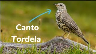 CantoRichiamo della Tordela per birdwatching tordela birdsounds bird [upl. by Starling]