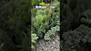 Abies koreana Kohout’s Icebreaker Korean Fir 🛒 MrMaplecom for Conifer Garden Plants [upl. by Sardse]