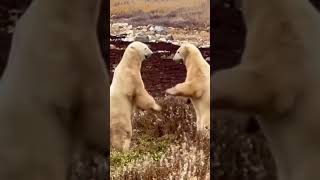 Which tour would YOU choose 😌 travel polarbear rvlife shortvideo [upl. by Ecnal]