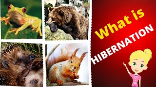 What is Hibernation  Hibernation for kids [upl. by Pessa107]