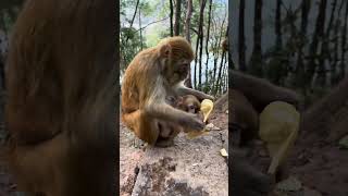 Let the little monkey eat banana monkey together [upl. by Einnad]