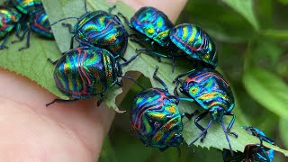 큰광대노린재 약충 Jewel Bugs  Poecilocoris Splendidulus [upl. by Gildea]