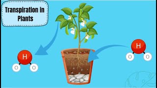 Transpiration In Plants [upl. by Latreese795]