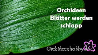 Schlaffe Blätter bei Orchideen  Diese Ursachen solltest du kennen [upl. by Eellah]