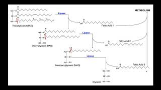 Lipase Test  Theory amp Results [upl. by Adnesor]