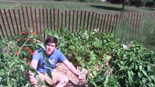 How to Grow Rhubarb  Complete Growing Guide [upl. by Antipus]