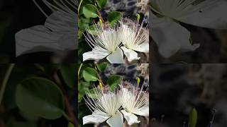 Wonders of Capparis Spinosa shorts beautifulflowers flowers PlantsWorld [upl. by Holle952]