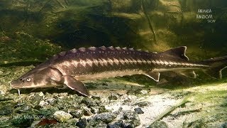 Sterlet Acipenser ruthenus amp Siberian Sturgeon Acipenser baeriiAnimalia Kingdom Show [upl. by Castara]