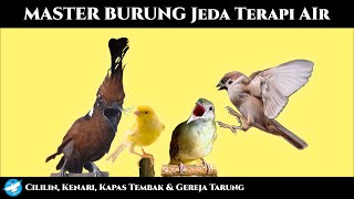 Master CILILIN KENARI KAPAS TEMBAK GEREJA TARUNG Jeda Terapi Air [upl. by Kcirted398]