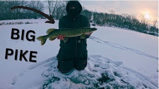 Ice Fishing My Backyard Pond MULTISPECIES [upl. by Erdrich]