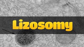 Cytologia lizosomy [upl. by Centeno]