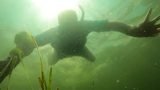 Pasco County scallop season extended from 10 to 37 days [upl. by Drucy]