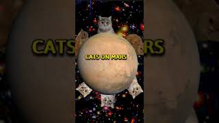 Cats On Mars IRL shorts [upl. by Aiyram640]