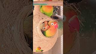 4K UHD Beautiful birds Video lovebirds birdsnest cutebirds [upl. by Tillio120]