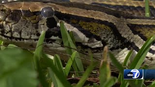 2024 Florida Python Challenge begins across Florida Everglades [upl. by Yong]