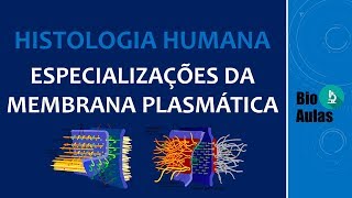 Zônula de Adesão Desmossomo Zônula de Oclusão Junções GAP Microvilosidades  Bio Aulas [upl. by Yhtac]