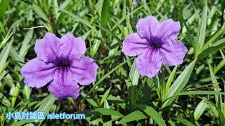 Mexican petunia 墨西哥矮牽牛 mhp3310 oct2023 an ornamental herbaceous perennial of the Acanthaceae family [upl. by Harle]