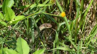 Everglades Racer Coluber constrictor paludicola [upl. by Linnea]