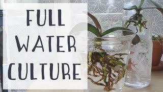 Hydroculture  Premier bilan amp Transition vers la Full Water Culture [upl. by Sueddaht434]