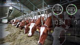 Nedap CowControl™  Monitoring Cow Behavior 247 [upl. by Na]