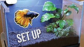 How I Set Up a Planted Betta Tank Detailed Version [upl. by Nuzzi]