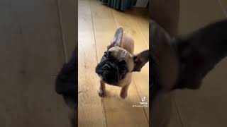 Die oortjes en oogjes Het begint allemaal zo klein en lief dog frenchbulldog frenchie bulldog [upl. by Asyen]