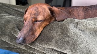 Mini dachshunds mini snores compilation 🥰 [upl. by Aisirtap]