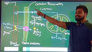 Cellular Respiration easy way [upl. by Ainerbas409]